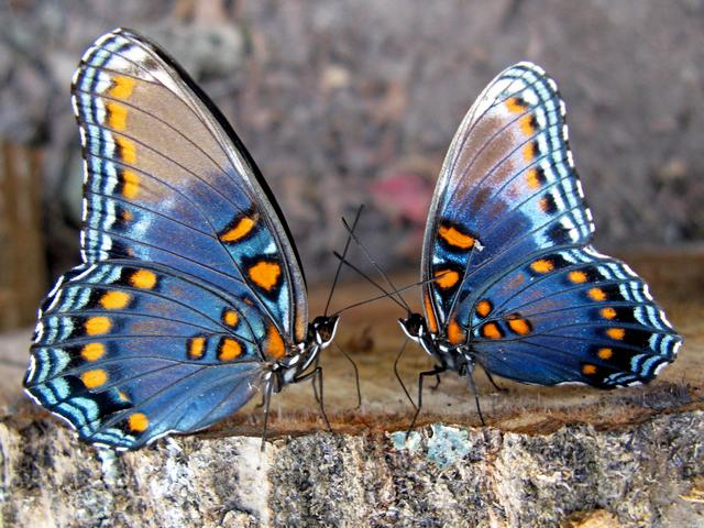 Все о бабочках в Якутске | ЗооТом портал о животных