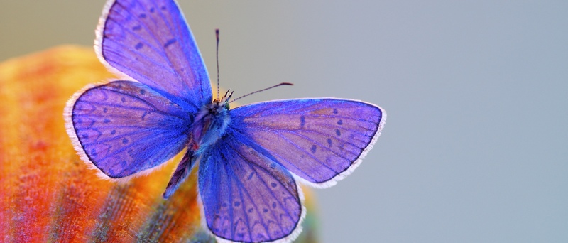 Все о бабочках в Якутске | ЗооТом портал о животных