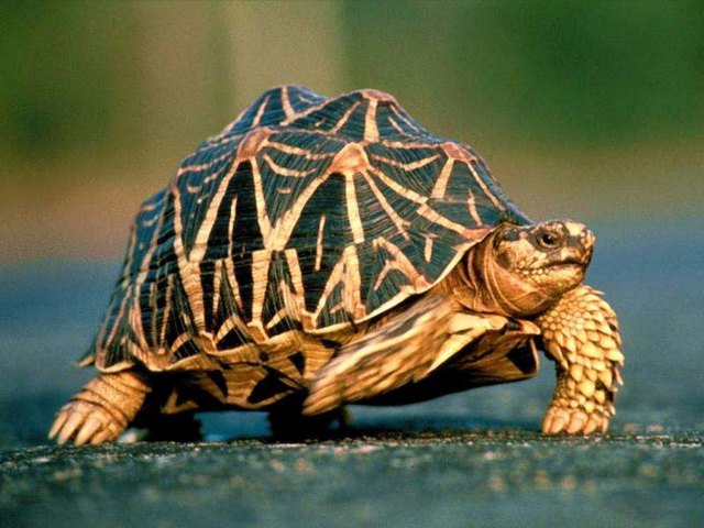 Все о черепахах в Якутске | ЗооТом портал о животных