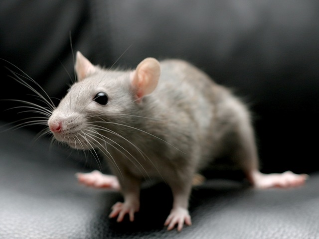 Все о крысах в Якутске | ЗооТом портал о животных
