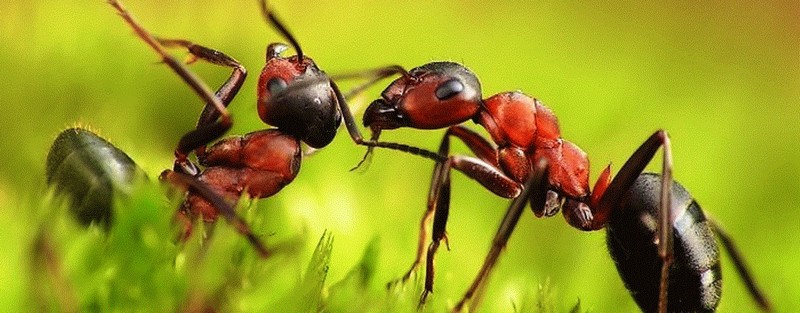 Все о муравьях в Якутске | ЗооТом портал о животных