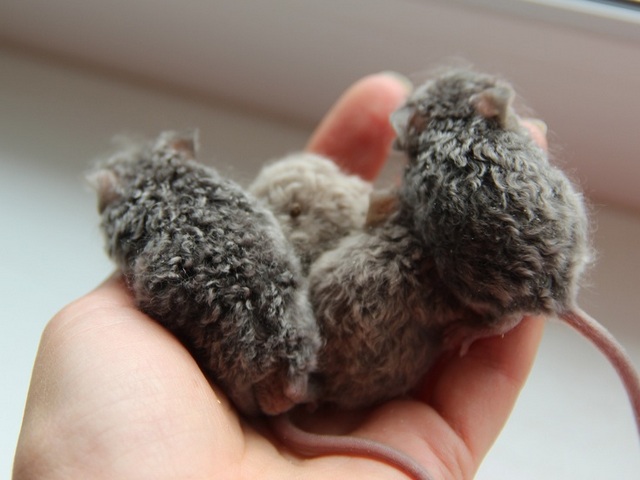 Все о мышах в Якутске | ЗооТом - продажа, вязка и услуги для животных в Якутске