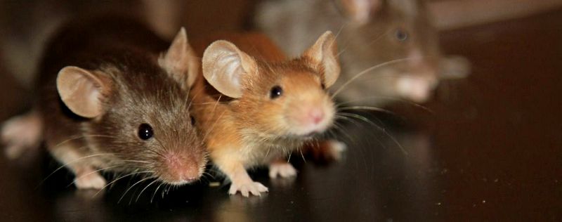 Все о мышах в Якутске | ЗооТом - продажа, вязка и услуги для животных в Якутске
