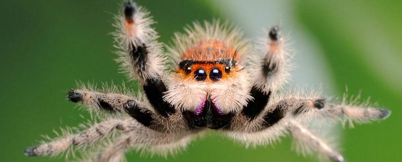 Все о пауках в Якутске | ЗооТом портал о животных