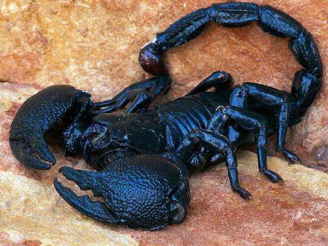 Все о скорпионах в Якутске | ЗооТом портал о животных
