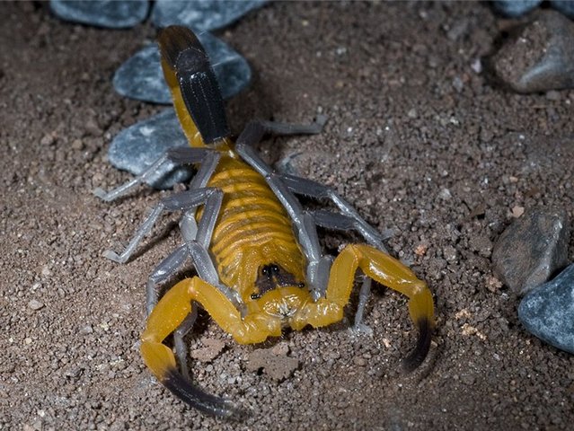 Содержание скорпионов и уход за ними в Якутске | ЗооТом портал о животных