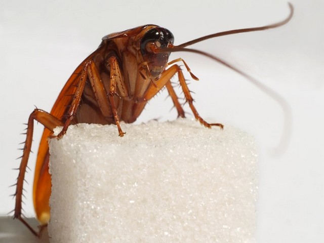 Все о тараканах в Якутске | ЗооТом портал о животных