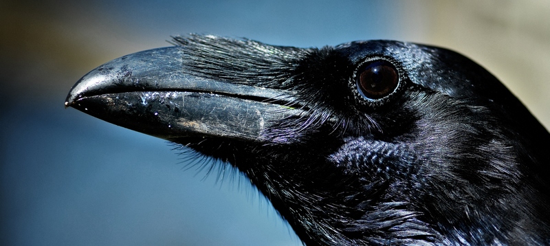 Все о воронах в Якутске | ЗооТом портал о животных