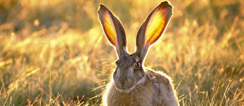 Все о зайцах | ЗооТом - продажа, вязка и услуги для животных в Якутске