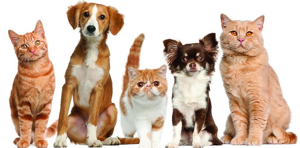 Доска объявлений о животных | ЗооТом - продажа, вязка и услуги для животных в Якутске