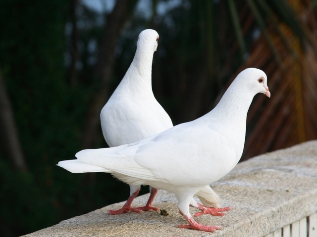 Все о голубях | ЗооТом - продажа, вязка и услуги для животных в Якутске