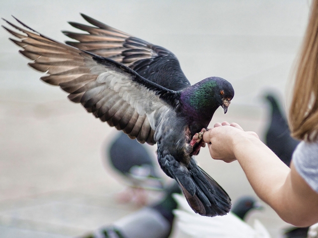 Все о голубях | ЗооТом - продажа, вязка и услуги для животных в Якутске