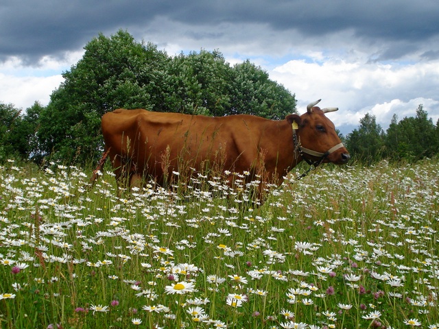 Все о коровах в Якутске | ЗооТом портал о животных
