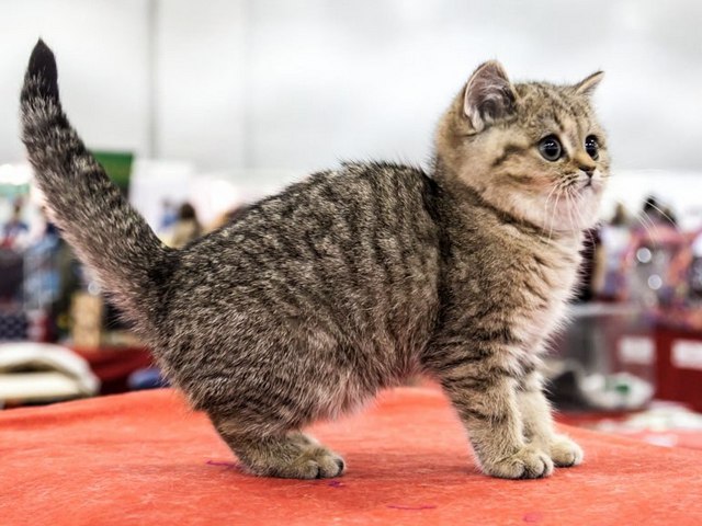 Породы кошек в Якутске | ЗооТом портал о животных