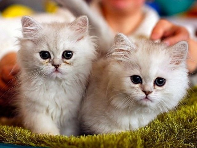 Породы кошек в Якутске | ЗооТом портал о животных