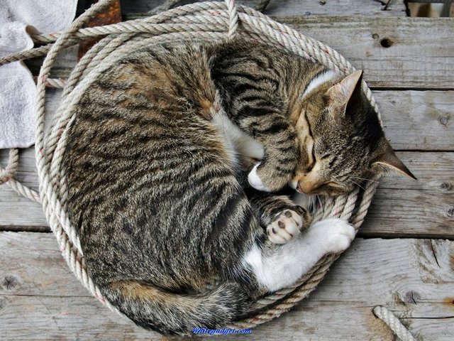 Все о кошках в Якутске | ЗооТом портал о животных