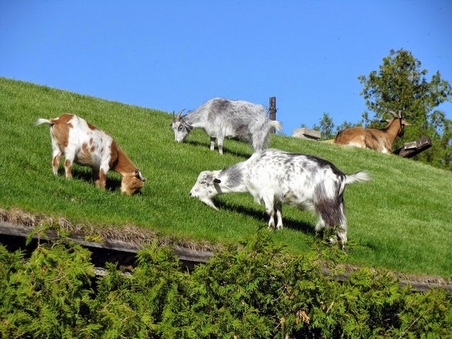 Все о козах в Якутске | ЗооТом портал о животных