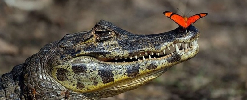 Все о крокодилах в Якутске | ЗооТом портал о животных