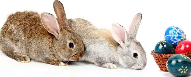 Все о кроликах в Якутске | ЗооТом портал о животных