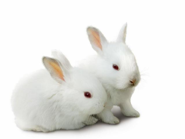 Все о кроликах в Якутске | ЗооТом портал о животных