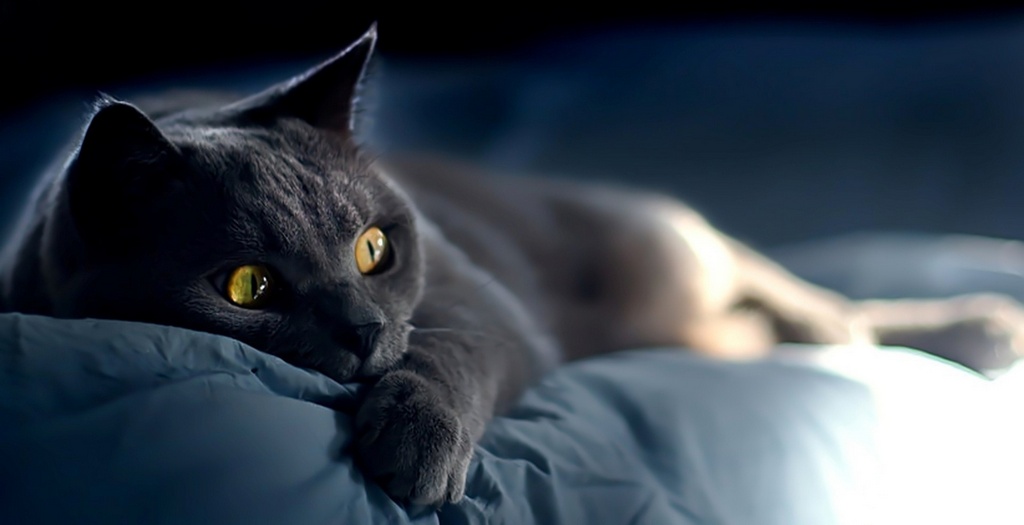 Объявления о кошках | ЗооТом - продажа, вязка и услуги для животных в Якутске