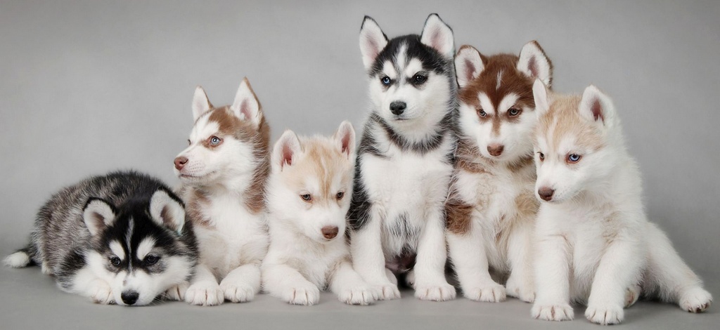 Объявления о собаках | ЗооТом - продажа, вязка и услуги для животных в Якутске