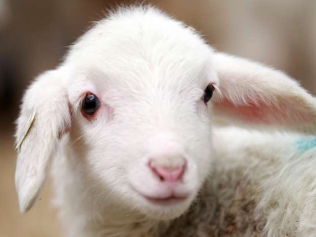 Овцы и бараны в Якутске | ЗооТом портал о животных