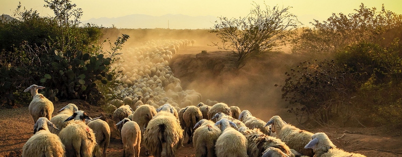 Все об овцах в Якутске | ЗооТом портал о животных