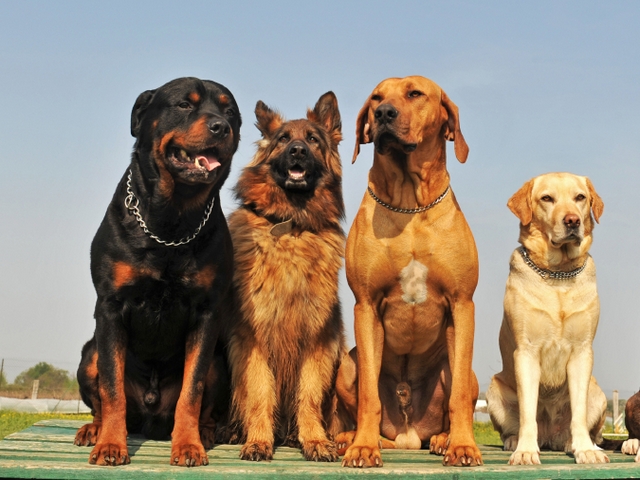 Крупные породы собак в Якутске | ЗооТом портал о животных