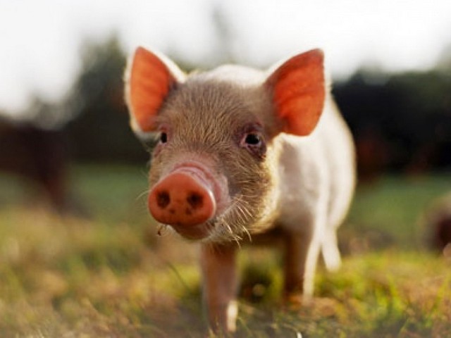 Все о свиньях в Якутске | ЗооТом портал о животных