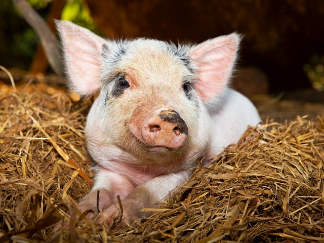 Все о свиньях в Якутске | ЗооТом портал о животных